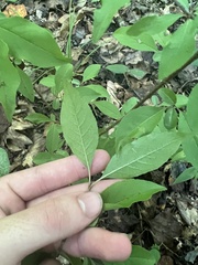 Hypericum nudiflorum