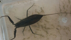Laccotrephes japonensis