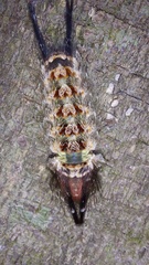 Desmoloma chironomus