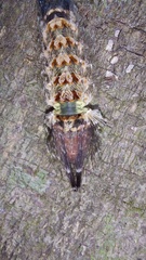 Desmoloma chironomus