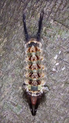 Desmoloma chironomus