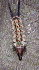 Desmoloma chironomus