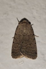 Caradrina flavirena