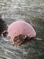 Rhodofomes cajanderi