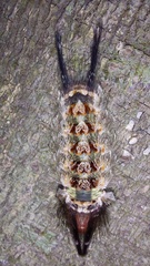 Desmoloma chironomus