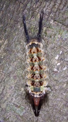 Desmoloma chironomus