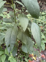 Scrophularia marilandica