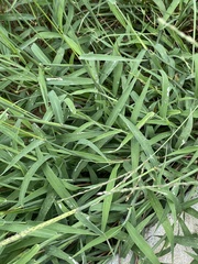 Digitaria