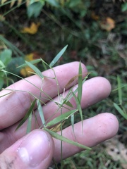 Dichanthelium lucidum