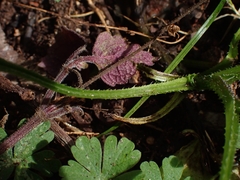 Hackelia latifolia