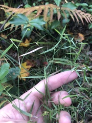 Dichanthelium lucidum