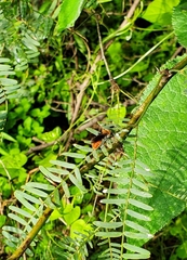 Dasymutilla erythrina