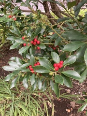 Ilex