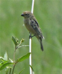 Sporophila palustris