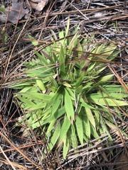 Dichanthelium strigosum strigosum
