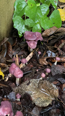 Mycena pura