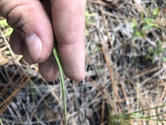 Dichanthelium strigosum strigosum