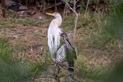 Anhinga novaehollandiae