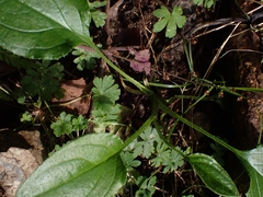 Hackelia latifolia