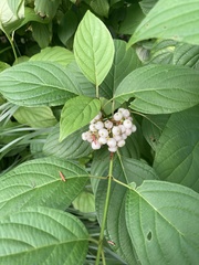 Cornus alba