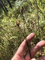 Xyris caroliniana