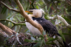 Microcarbo melanoleucos