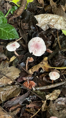 Mycena pura