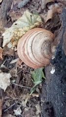 Ganoderma applanatum