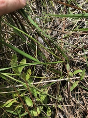 Xyris caroliniana