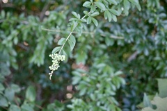 Ligustrum quihoui