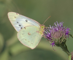 Colias eurytheme
