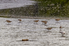 Limosa lapponica