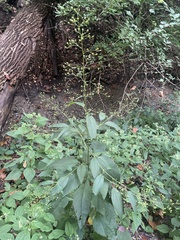 Scrophularia marilandica