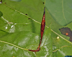 Amphibolips quercuscoelebs
