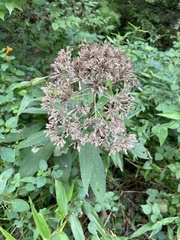 Eutrochium purpureum