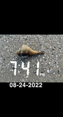 Sinistrofulgur pulleyi