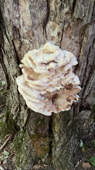 Climacodon septentrionalis