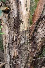 Eucalyptus punctata