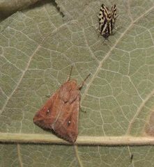 Mythimna albipuncta