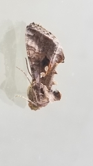 Chrysodeixis