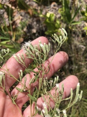 Eupatorium linearifolium