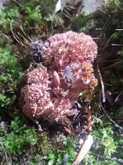 Ramaria botrytis