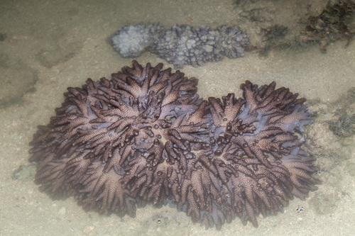 Genus Cladiella · iNaturalist