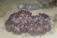 Cladiella