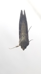 Chrysodeixis