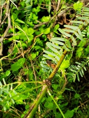 Dasymutilla erythrina