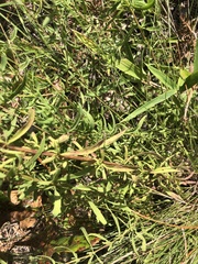 Eupatorium linearifolium
