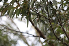 Eucalyptus punctata