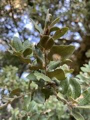 Disholandricus lasius