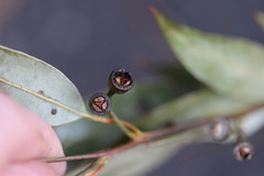 Eucalyptus punctata